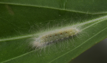 Little Metalmark caterpillar